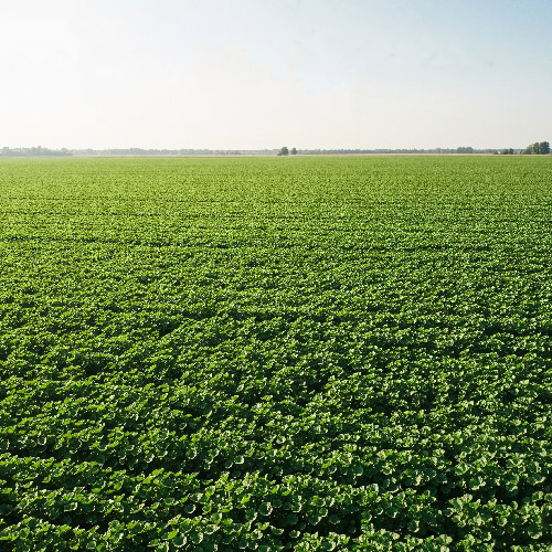Pure And Healthy Crops By Using Ozone For Agriculture.